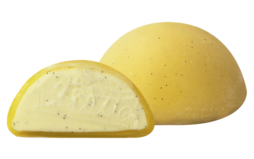 Vanilla Moishi Egypt